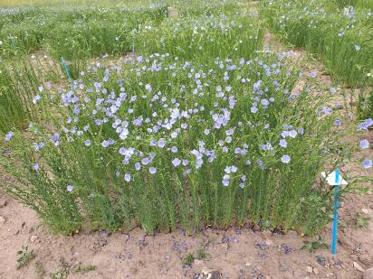 Click for 1 image(s) for this accession.